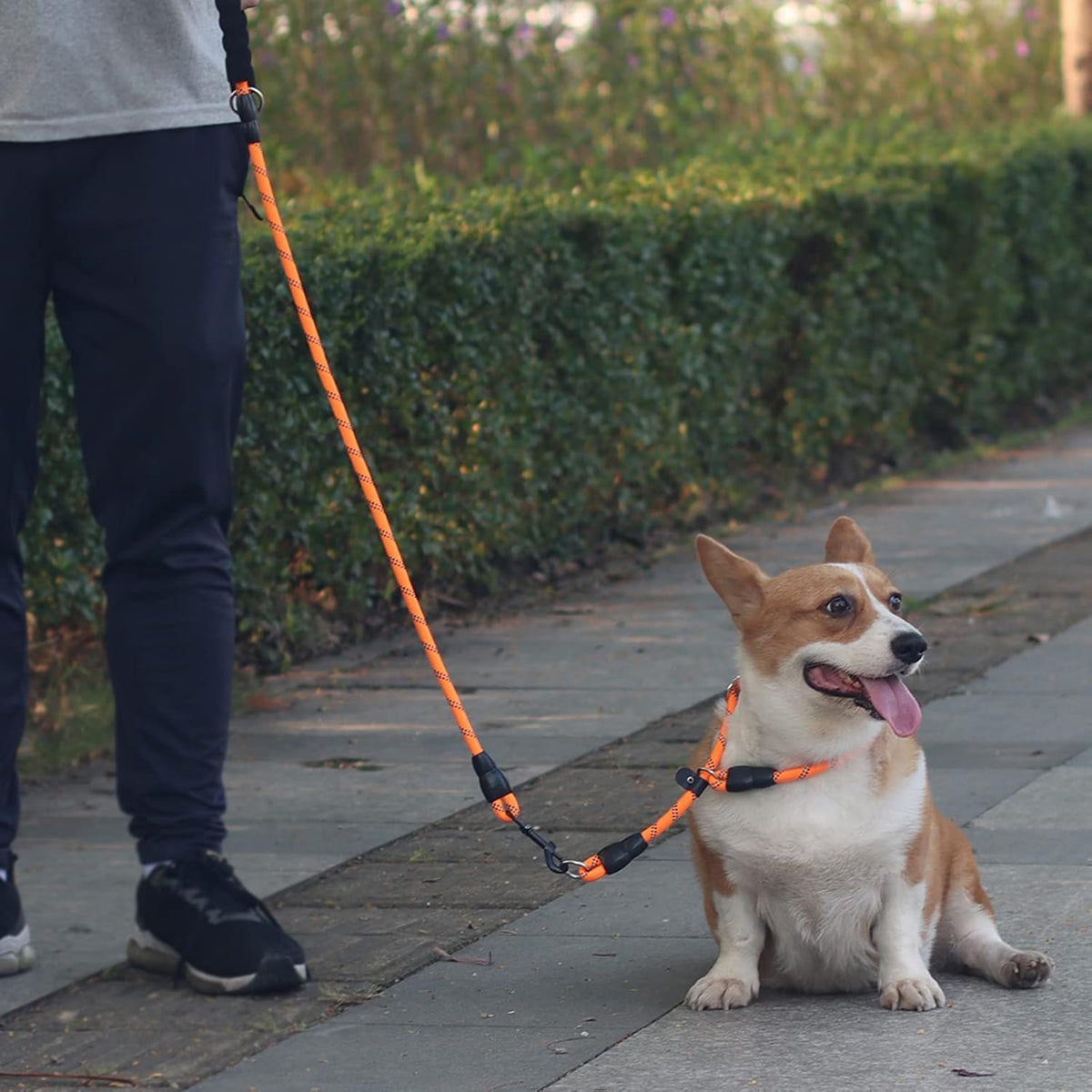 Mystercome orange martingale dog collar close up on the highly reflective woven threading