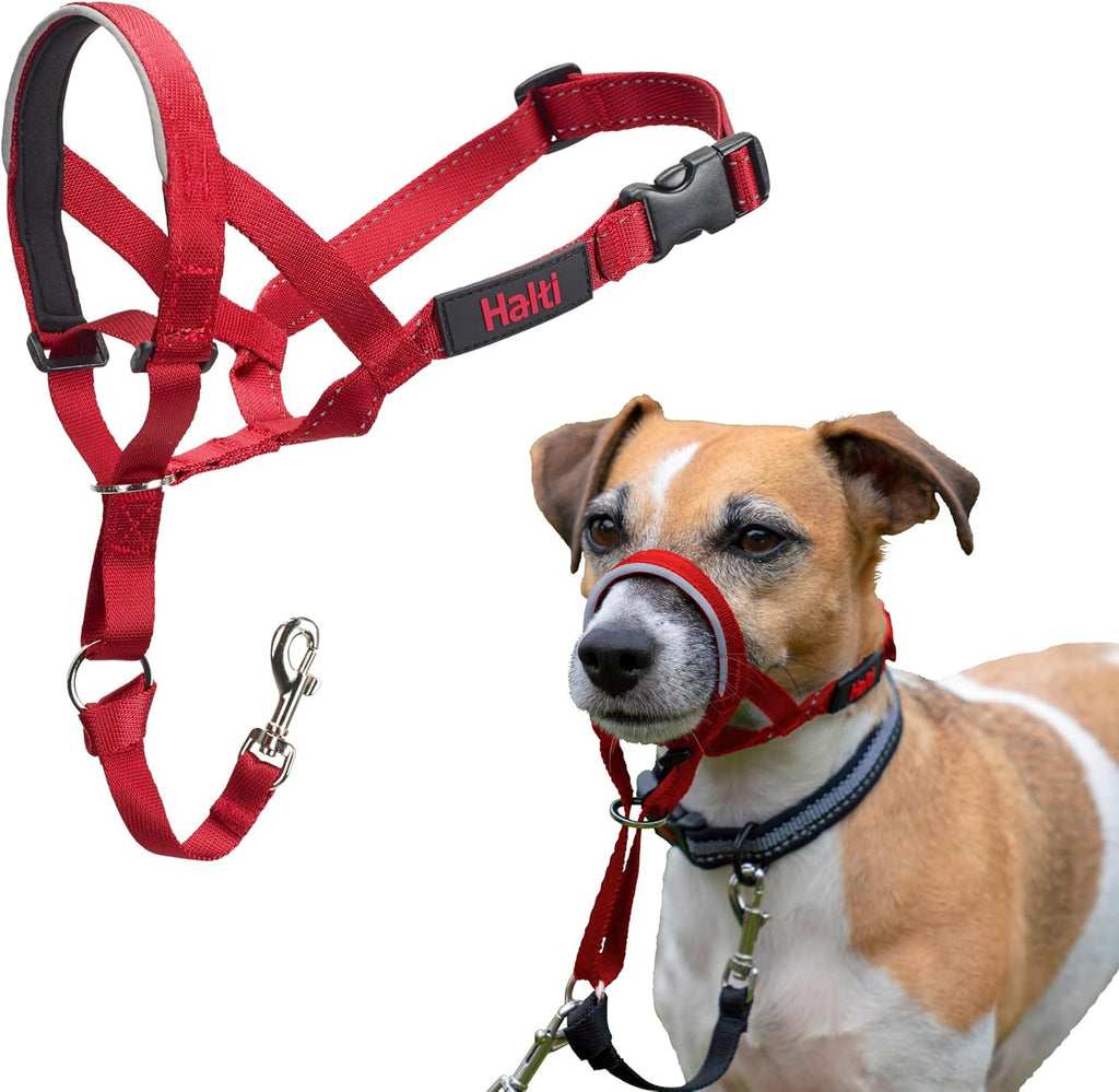 Reflective muzzle strap details on authentic Halti headcollar for night walks