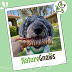 Natural dental treat for aggressive chewers