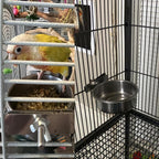kathson Stainless Steel Bowls for Birds,4 Pcs Parrot Feeder Dish Cups,Bird Cage Water Food Bowl Coop Cup with Clamp Holder for Parrots Cockatiel Budgies Parakeet Lovebird(S) - Image 9