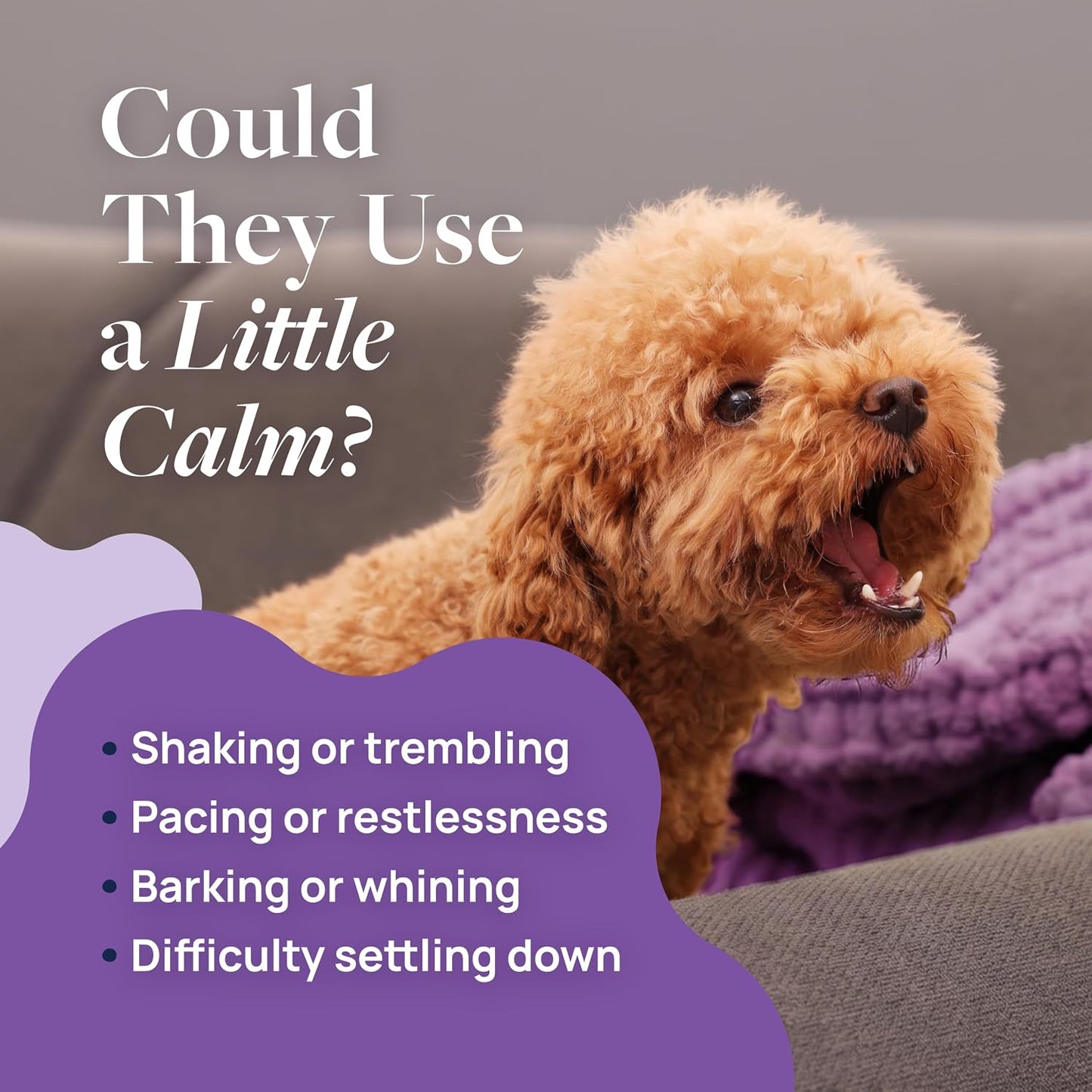 Veterinary Formula Pet Calm soft chews for dog anxiety relief