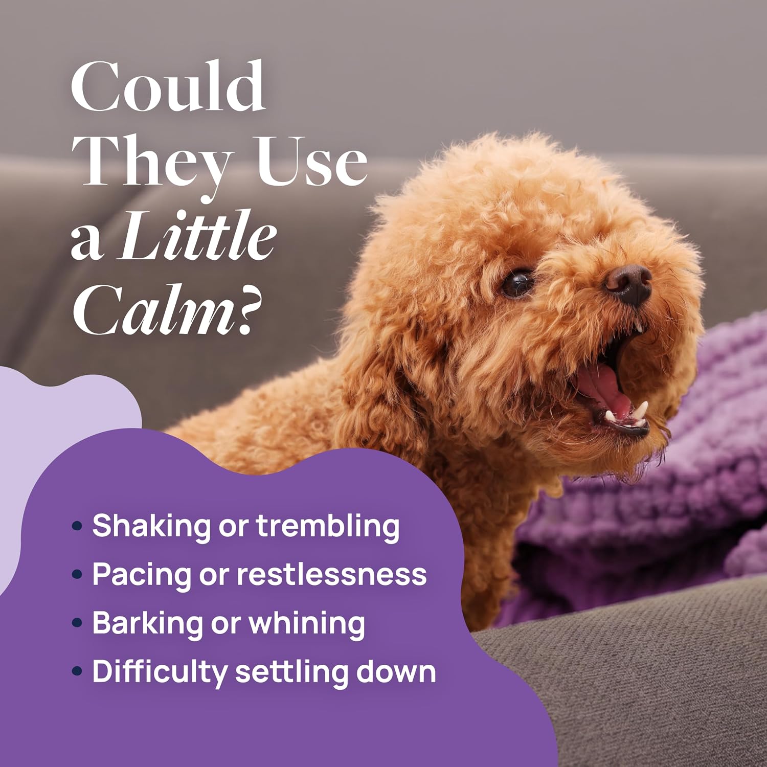Veterinary Formula Pet Calm soft chews for dog anxiety relief