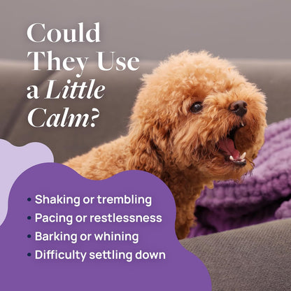 Veterinary Formula Pet Calm soft chews for dog anxiety relief