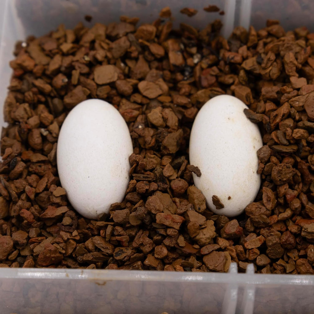 Pangea Hatch reptile incubation medium texture detail