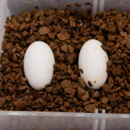 Pangea Hatch reptile incubation medium texture detail