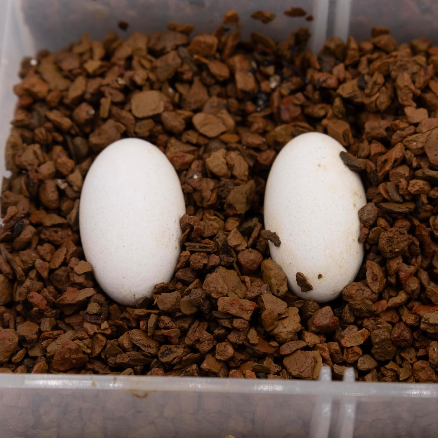 Pangea Hatch Premium Reptile Egg Incubation Substrate pouring the natural mineral blend into an incubator container.