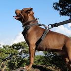 Premium rust resistant metal dog harness to collar connector clips set