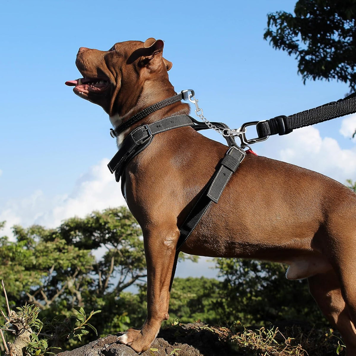 Premium rust resistant metal dog harness to collar connector clips set