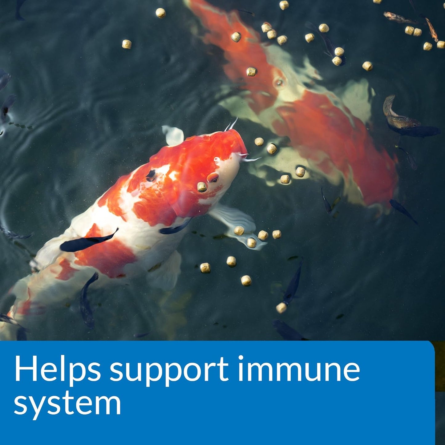 Koi fish eating premium API pond fish food in a pond