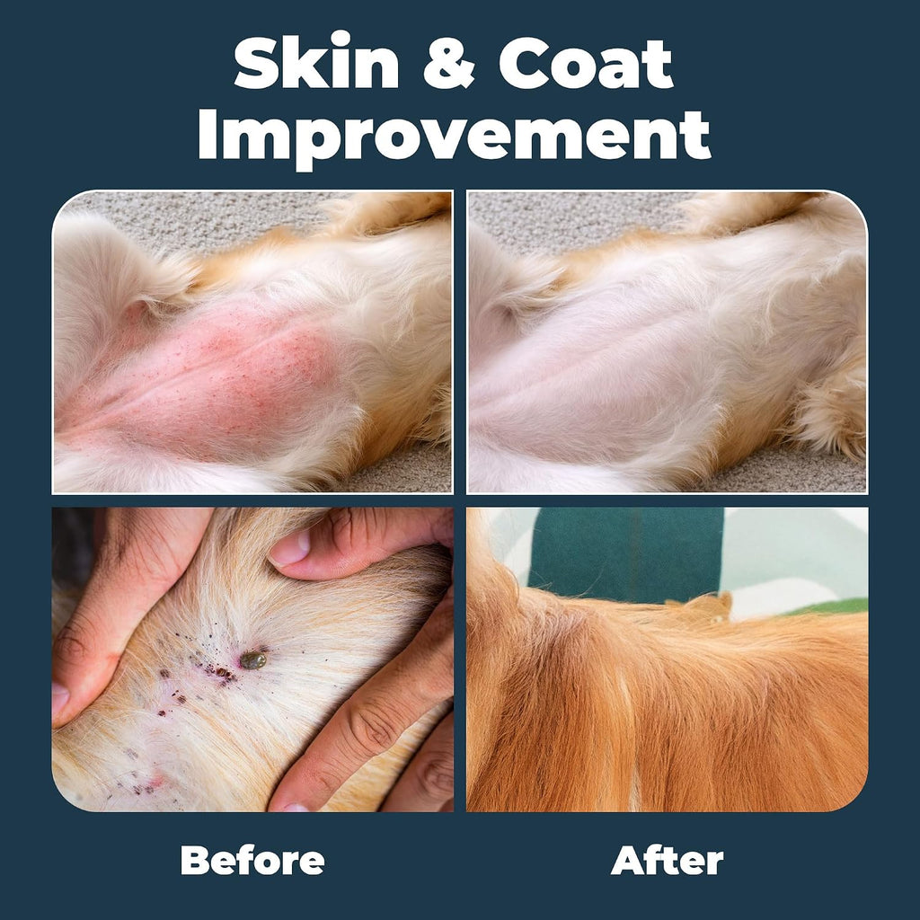 Applying natural diatomaceous earth powder to dog coat for tick defense