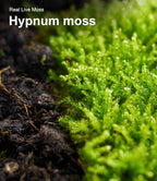 Finished terrarium project using LuckyRunes live moss variety pack
