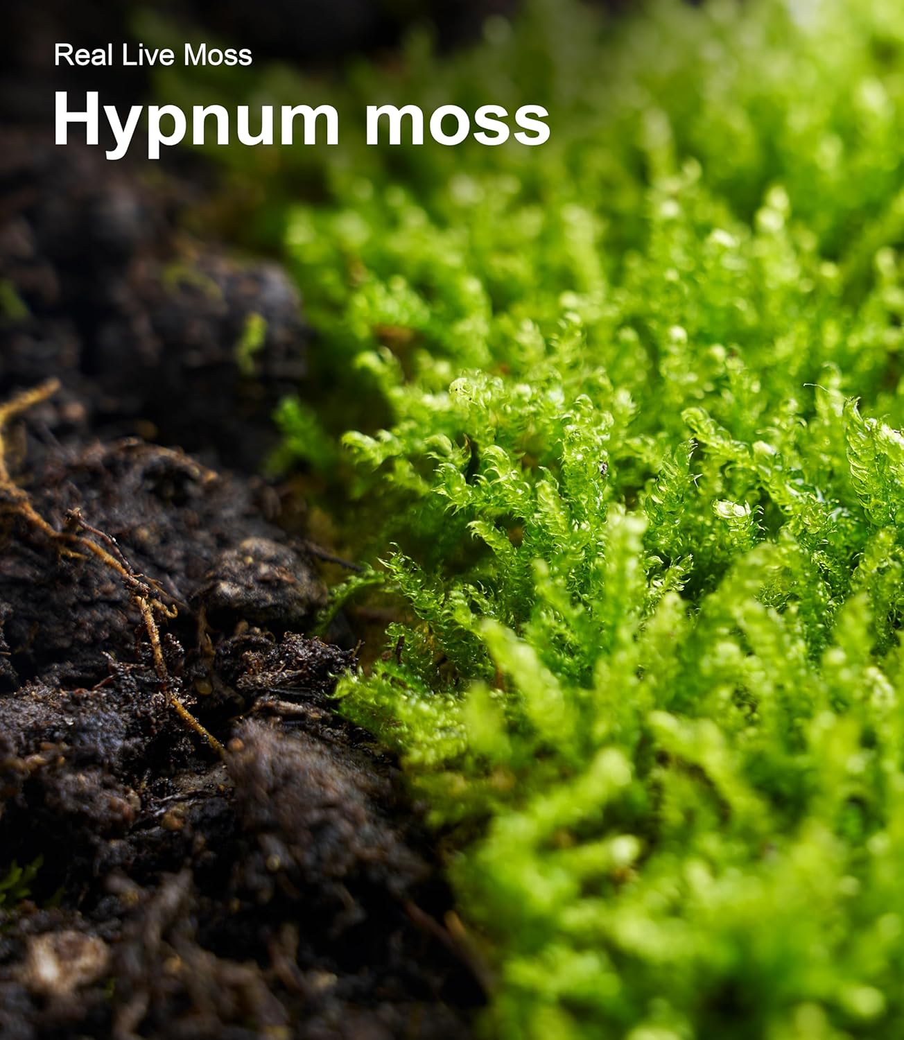 Finished terrarium project using LuckyRunes live moss variety pack