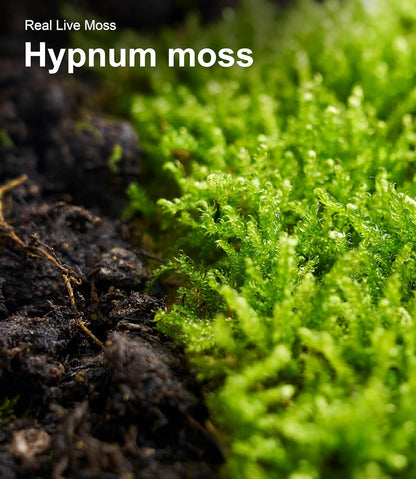 Finished terrarium project using LuckyRunes live moss variety pack
