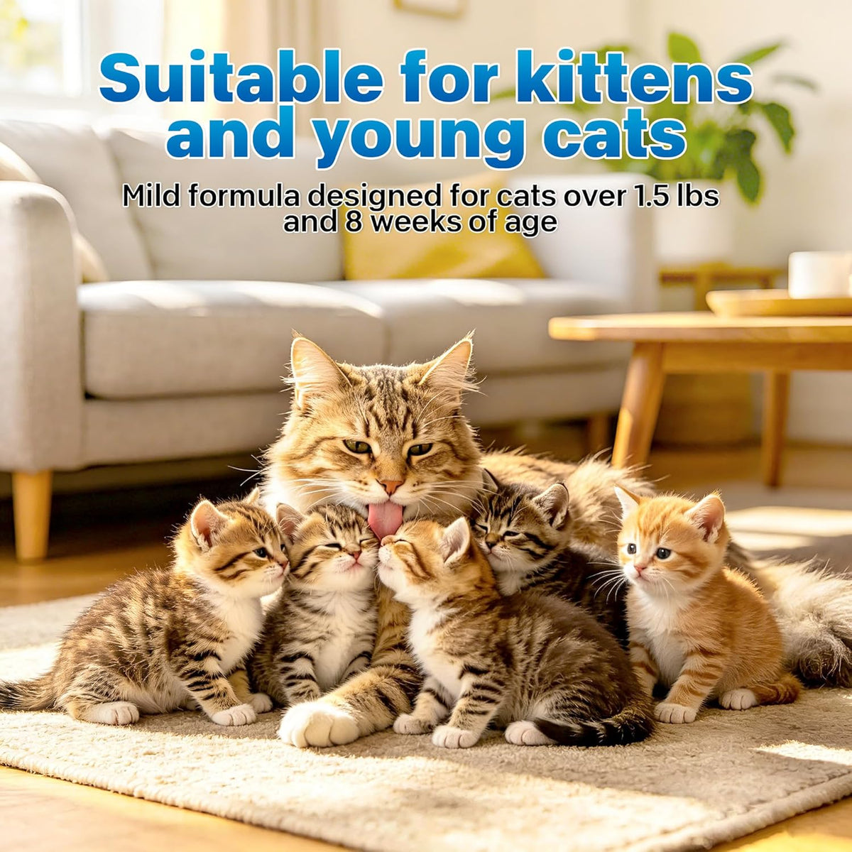 Twelve individual one milliliter tubes of cat flea treatment laid out