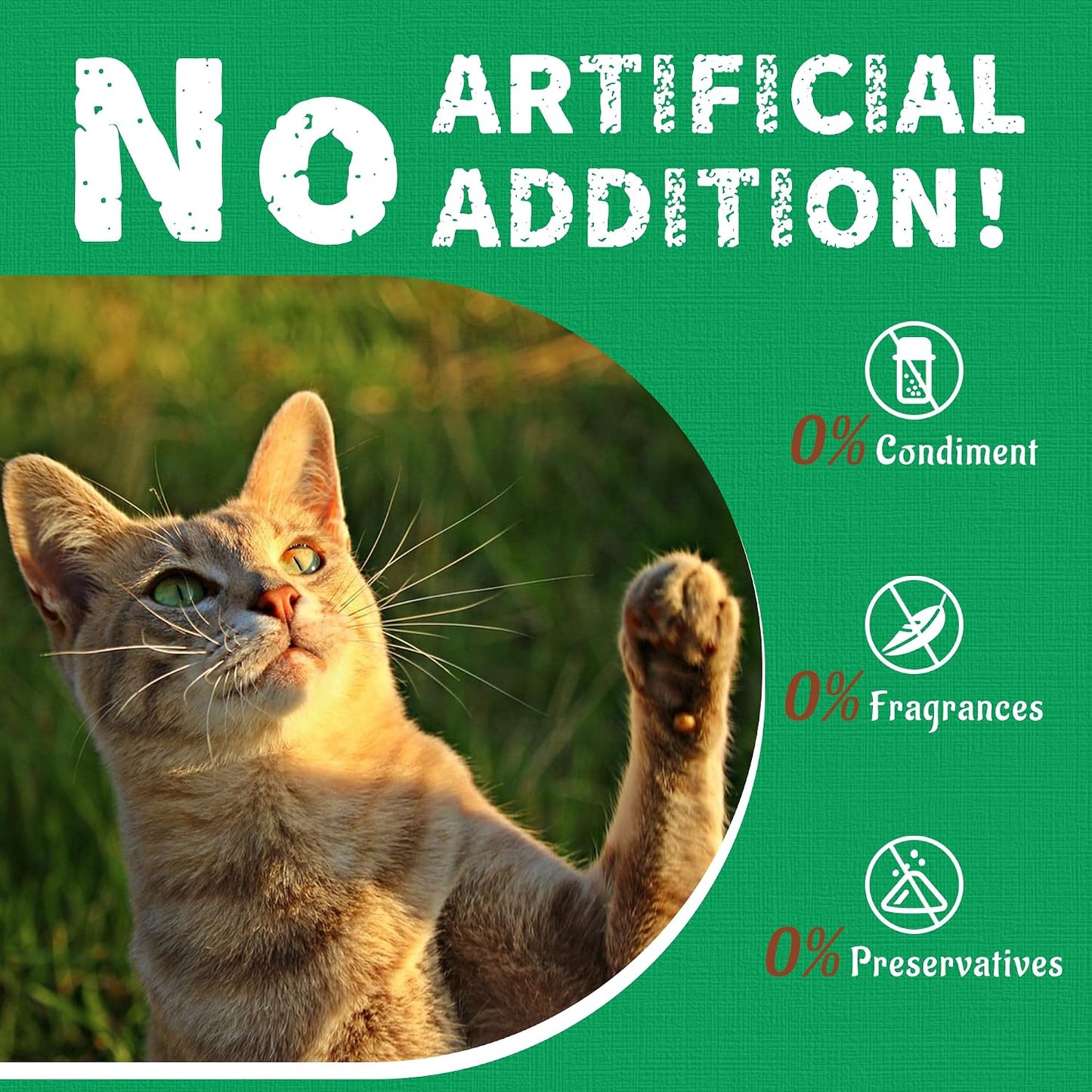 Kitten eating a crunchy catnip treat formulated for digestive support.