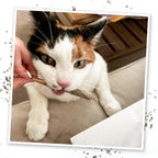 A cat interacting safely with the hand rolled king size Meowijuana catnip joint toy.