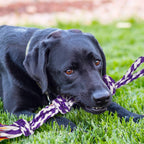 Tightly twisted dental dog rope fibers highlighting the plaque cleaning textures for oral health