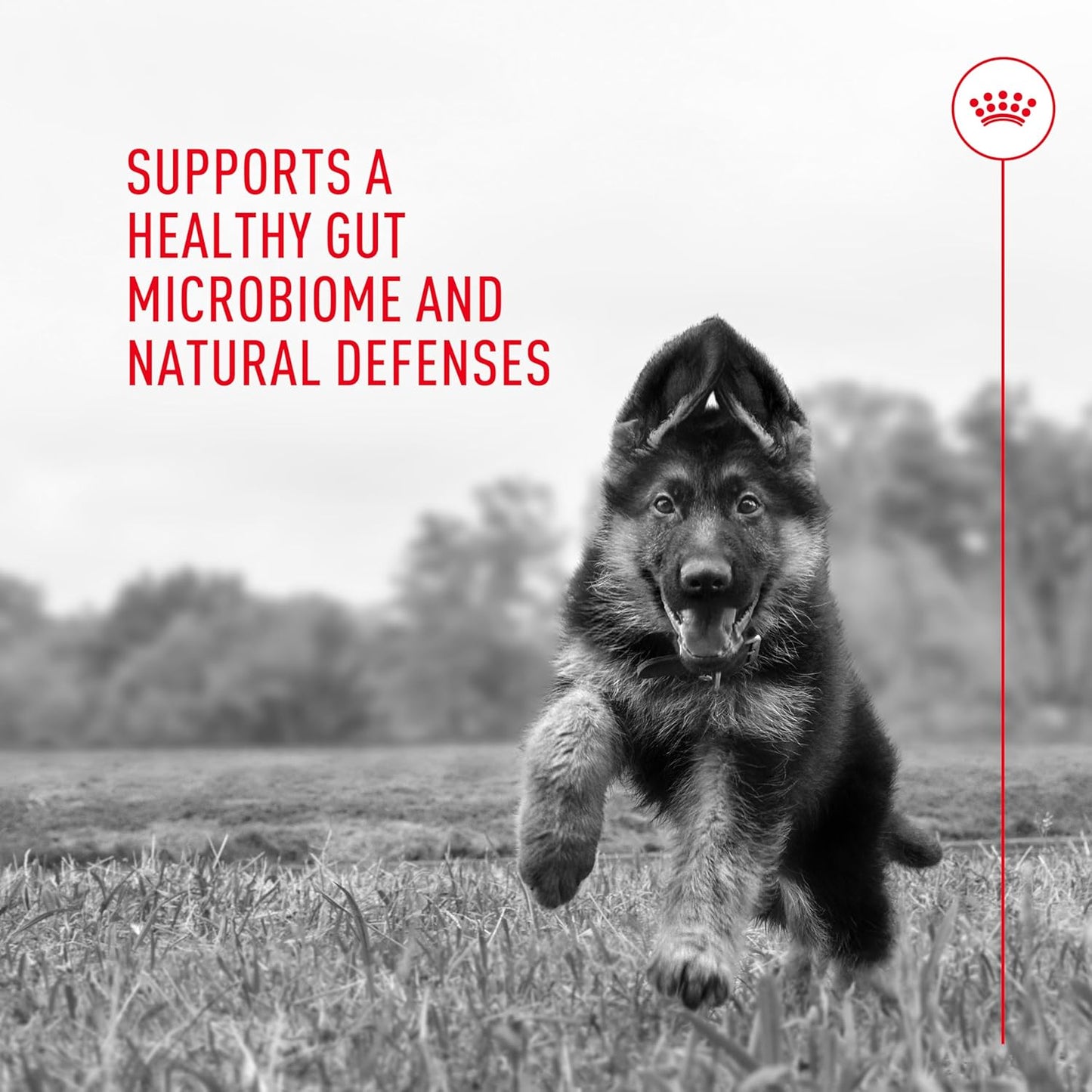 Royal Canin pet wellness powder supplement unboxing details