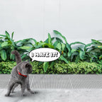 Transparent plastic cat spikes for furniture protection