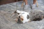 Our Pets play wand toy packaging and product overview for all cat breeds