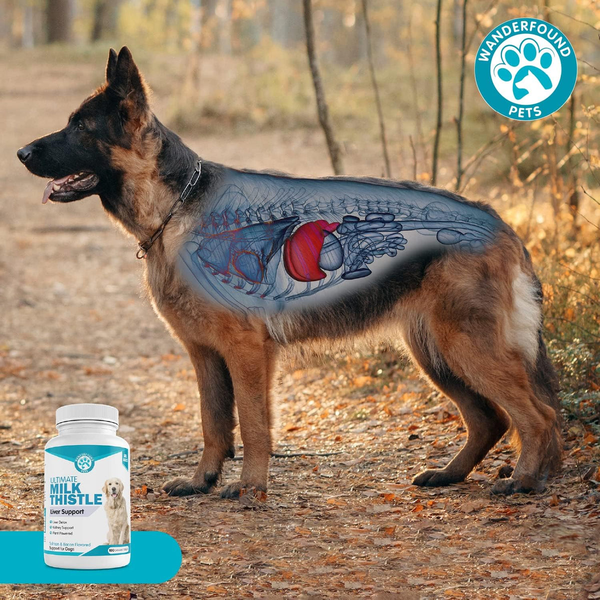 Healthy dog happy after taking liver support chewable