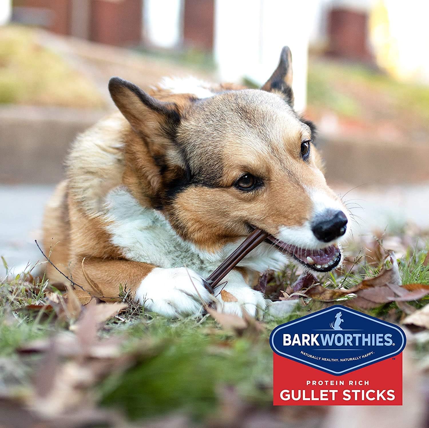 Barkworthies 6 inch dental chews pack of 24