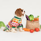 Fitwarm authentic imported dog clothes on a small dog model lounging.