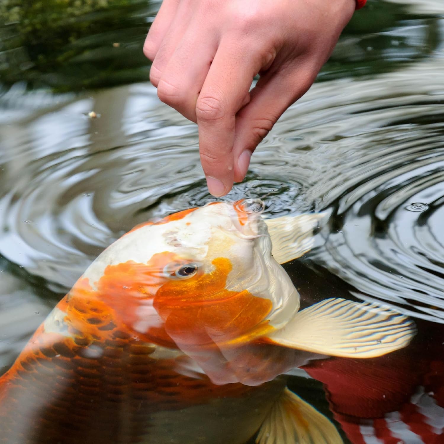 Nutritional information label on Tetra Pond Koi Vibrance bag