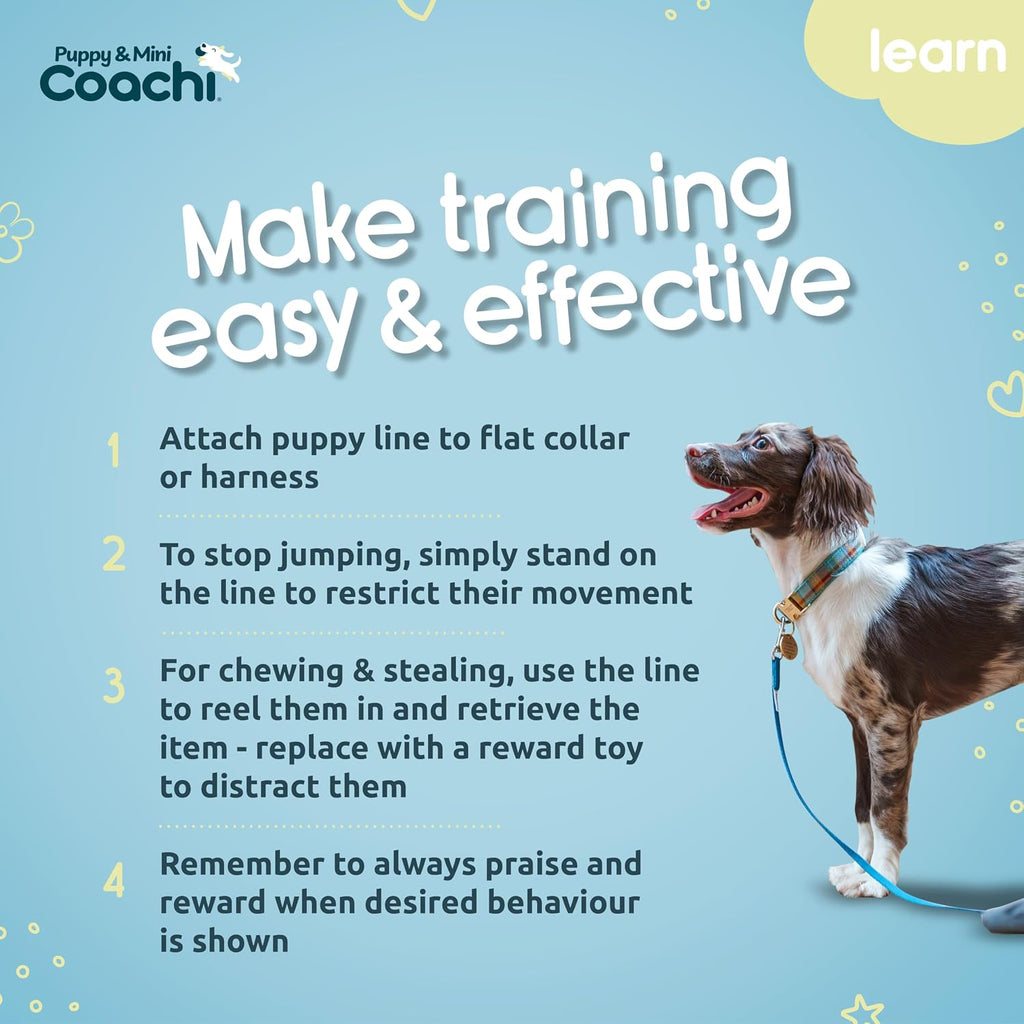 Teal Coachi puppy training line trailing on a living room floor.