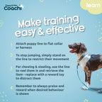 Teal Coachi puppy training line trailing on a living room floor.