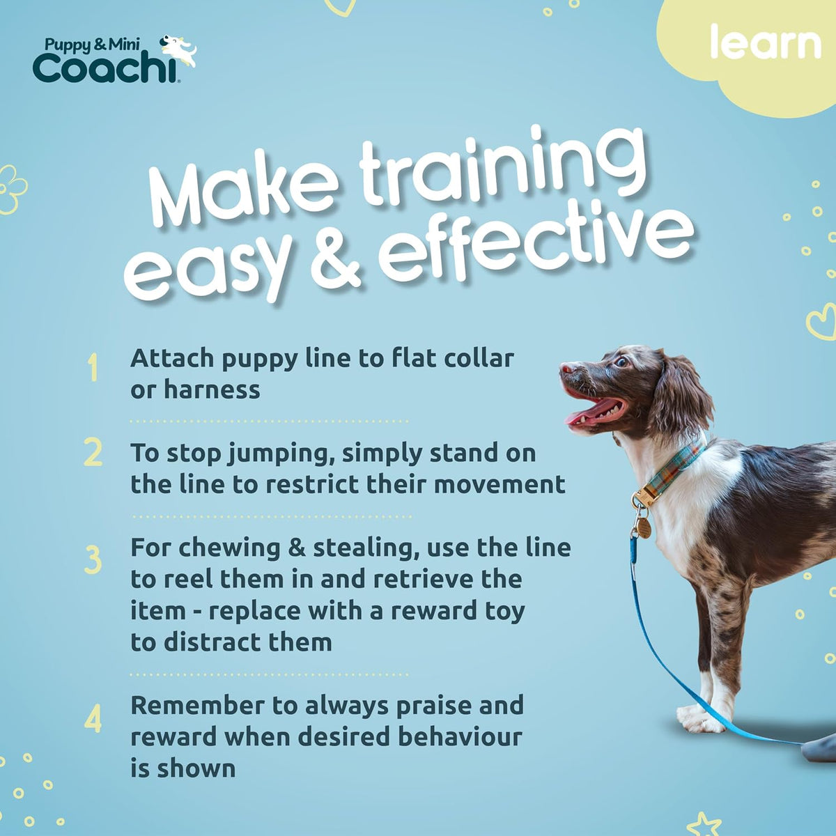 Teal Coachi puppy training line trailing on a living room floor.