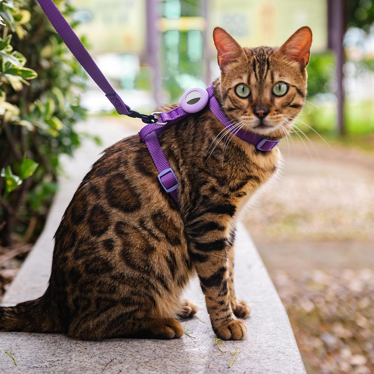 Premium imported anti escape cat walking harness in purple color variant