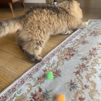 Feline interactive chase and bounce sparkle balls on floor
