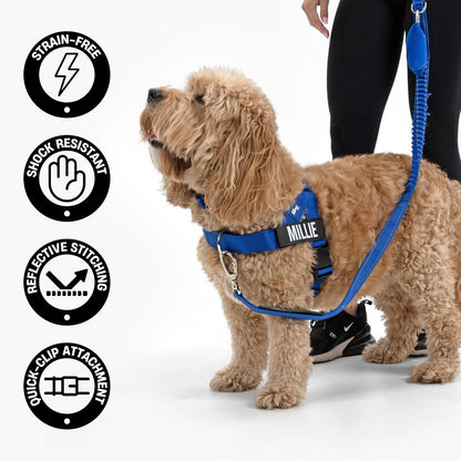 Close-up view of the heavy-duty metal carabiner locking clip on the Dog Friendly Co. khaki leash.