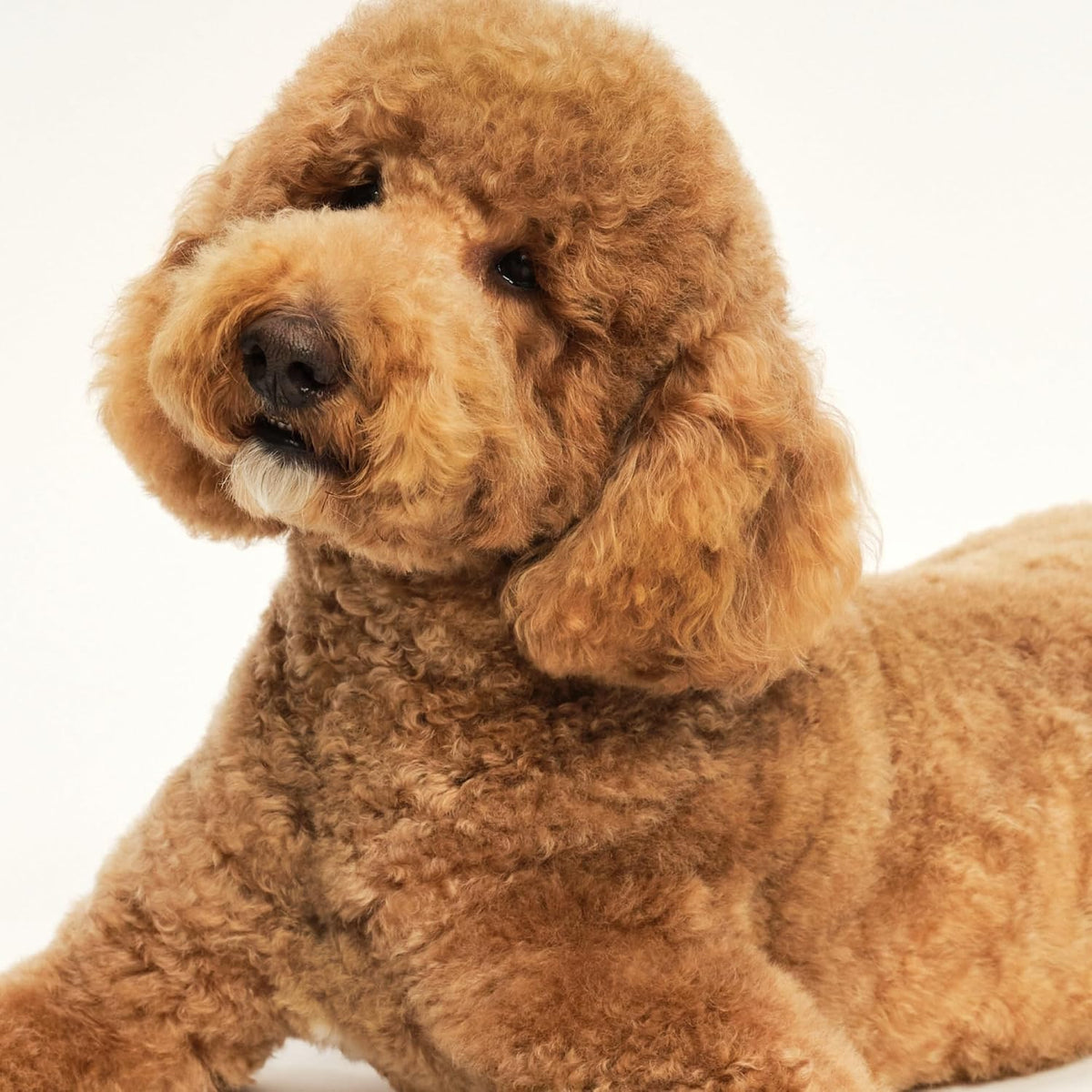 Rinsing loose hair from the water resistant pet grooming tool