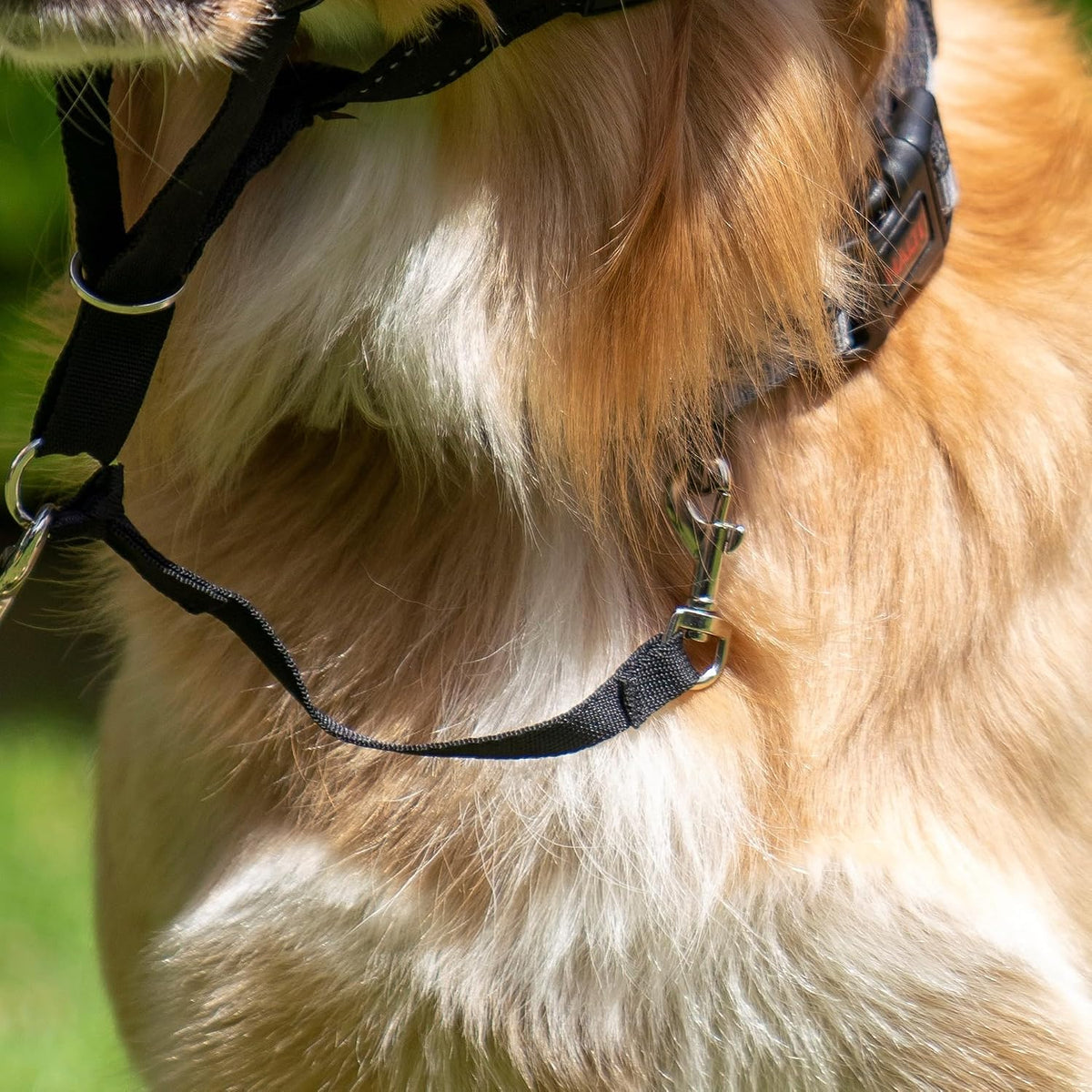 Halti Link safety strap attached to dog headcollar for secure training support