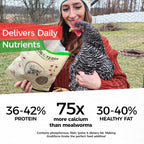 Nutritional benefits comparison chart for dried insect treats.