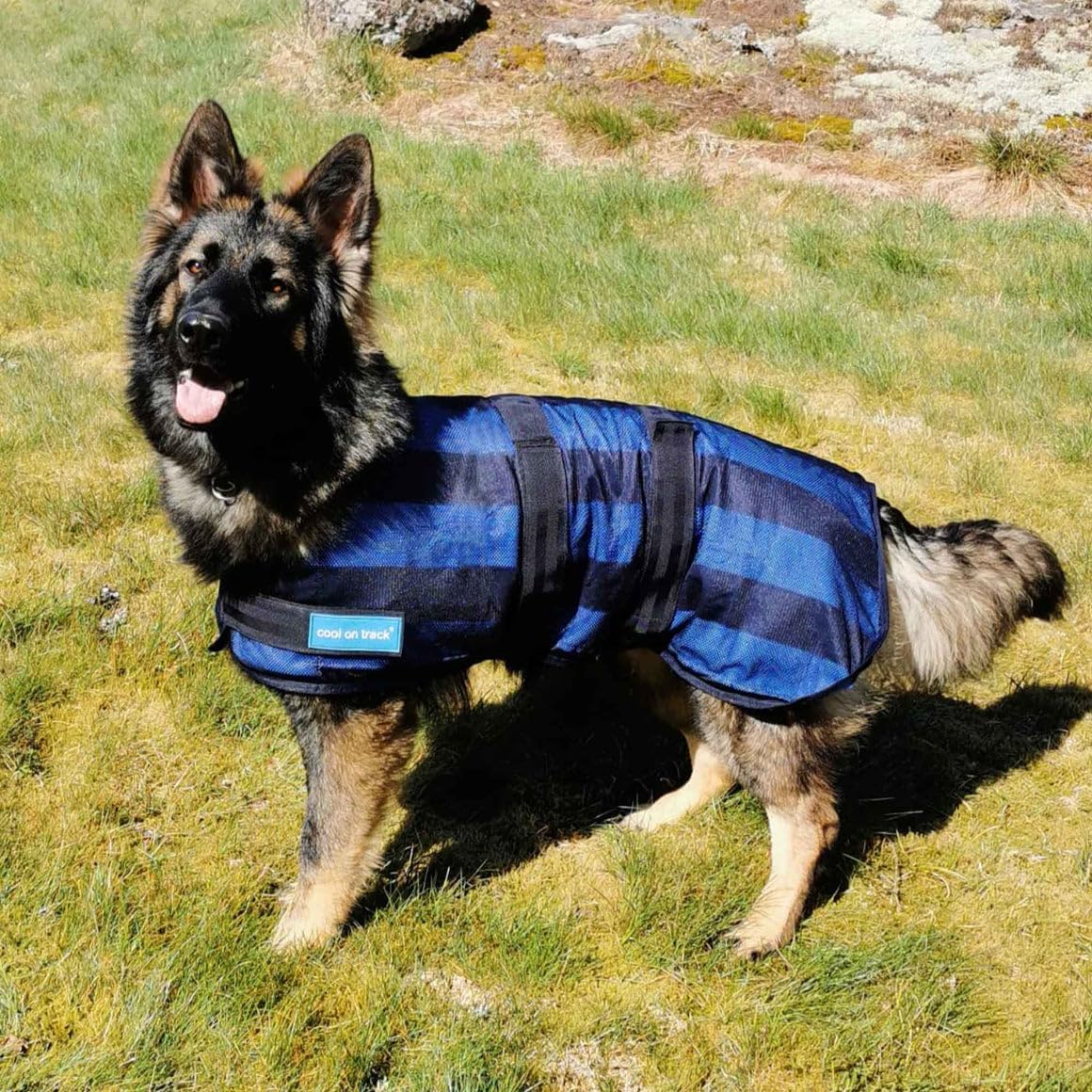 Back on Track cooling dog coat showing adjustable velcro straps