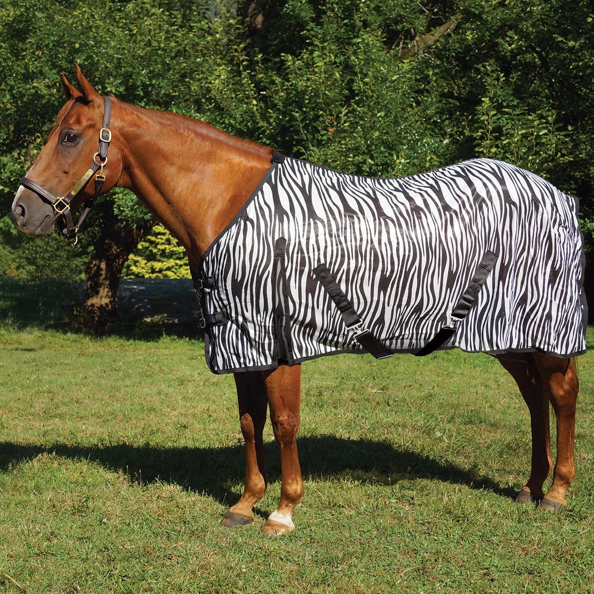Country Pride Zebra Print Soft Mesh Fly Sheet front view on a horse showcasing the double buckle chest closures.