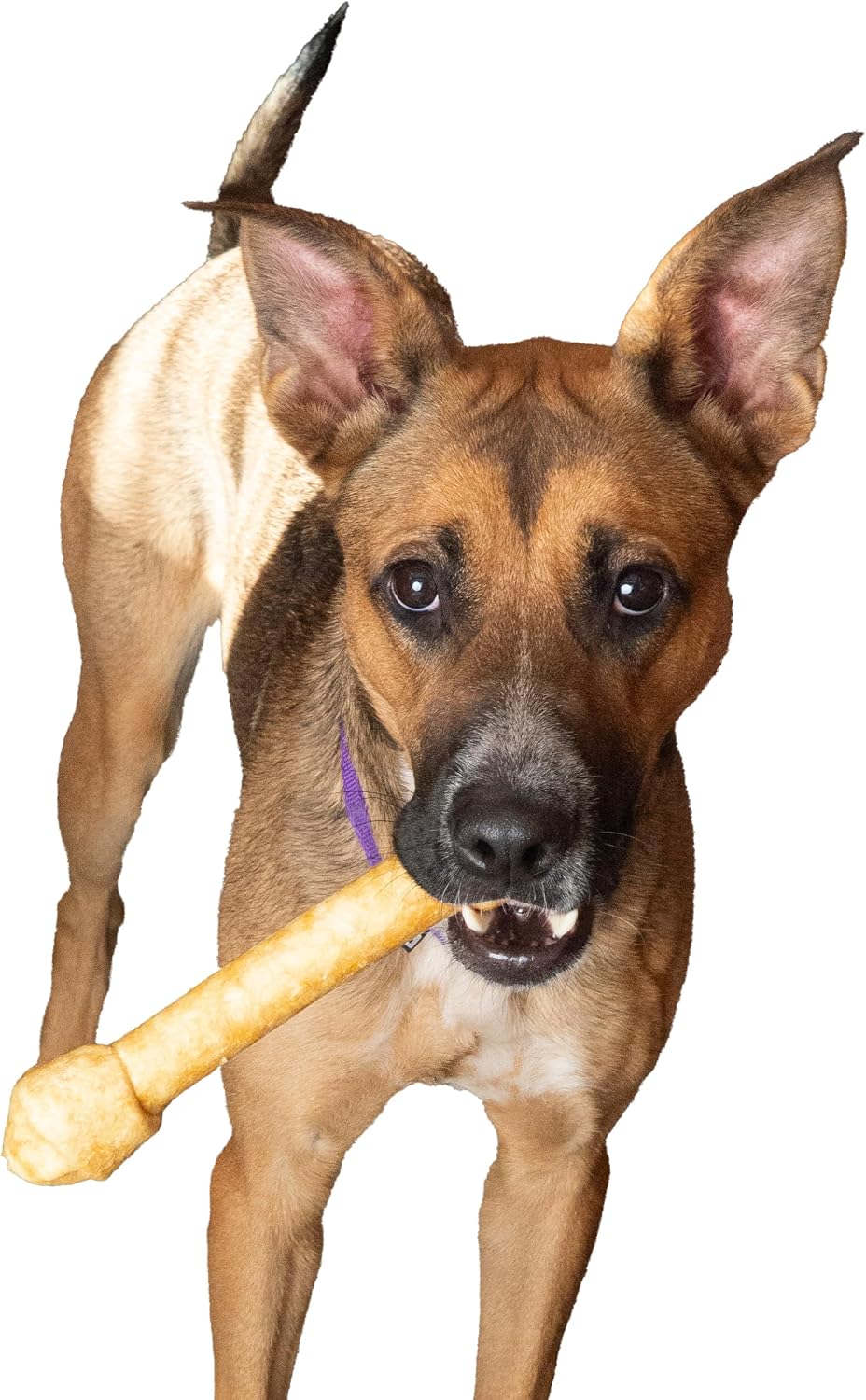 Fieldcrest Farms Nothin' to Hide Ultra Knotted Bones - Collagen-Based Rawhide Alternative Dog Chews, Beef Flavor, Highly Digestible for Aggressive Chewers up to 35 lbs, 9-Inch, 2 Pack - Image 12