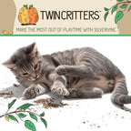 Kitten sniffing natural silvervine granules on a surface