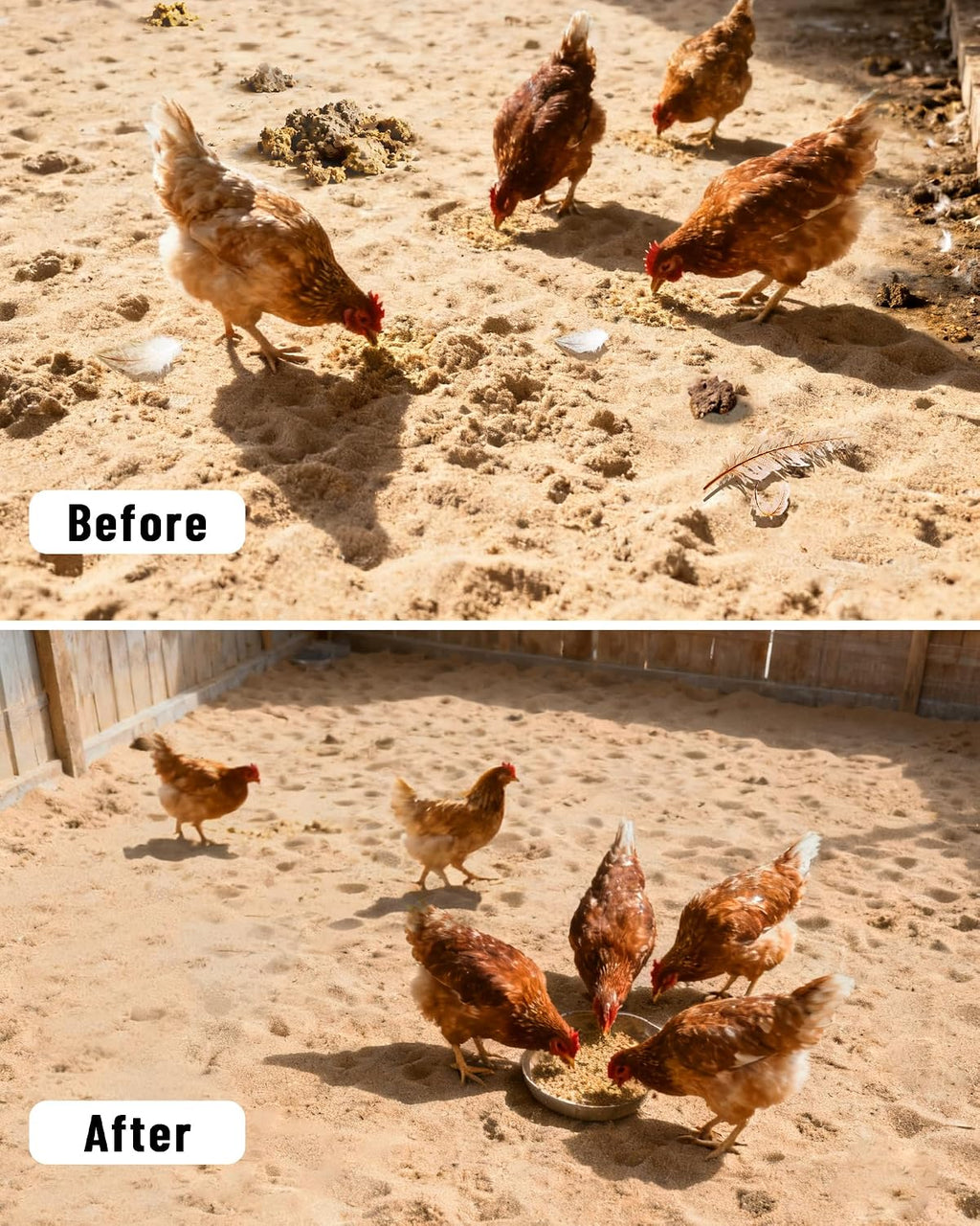 KOROI metal sand sifter shovel being used to clean backyard poultry waste.