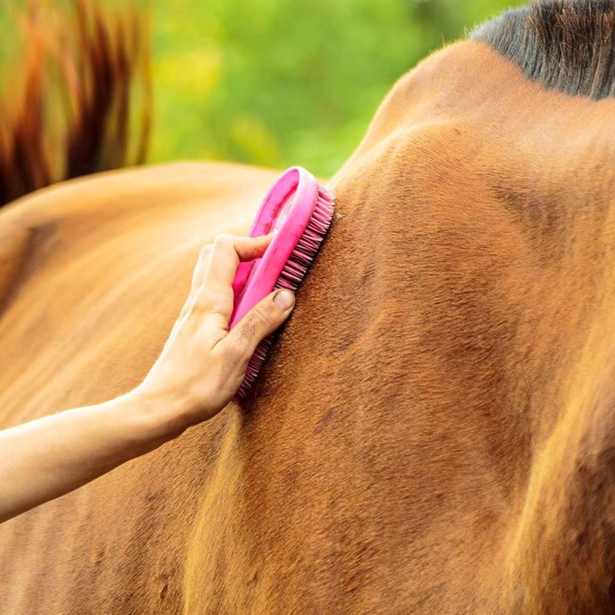 Horse brush removing mud from coat