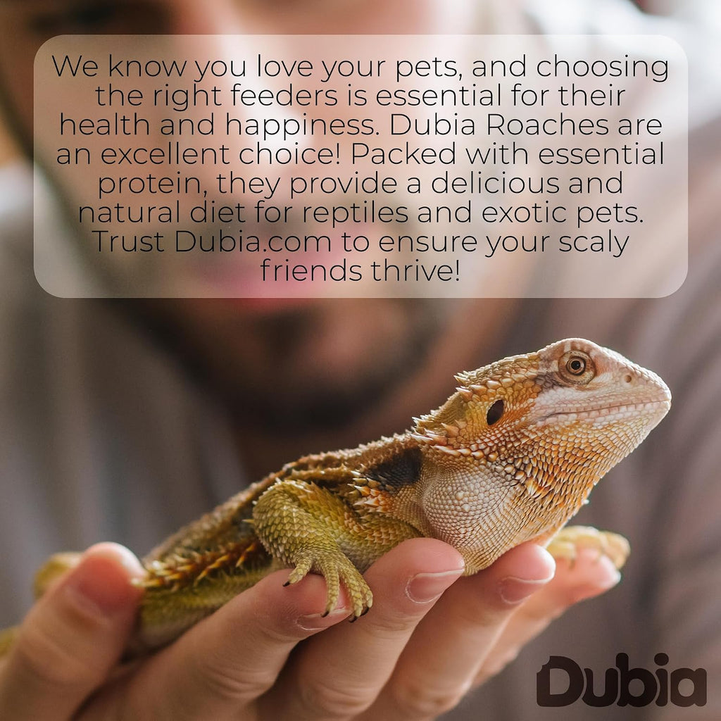 Dubia Roaches one hundred pack container showing active insects