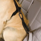 Kurgo dog car restraint tether attached to seatbelt buckle