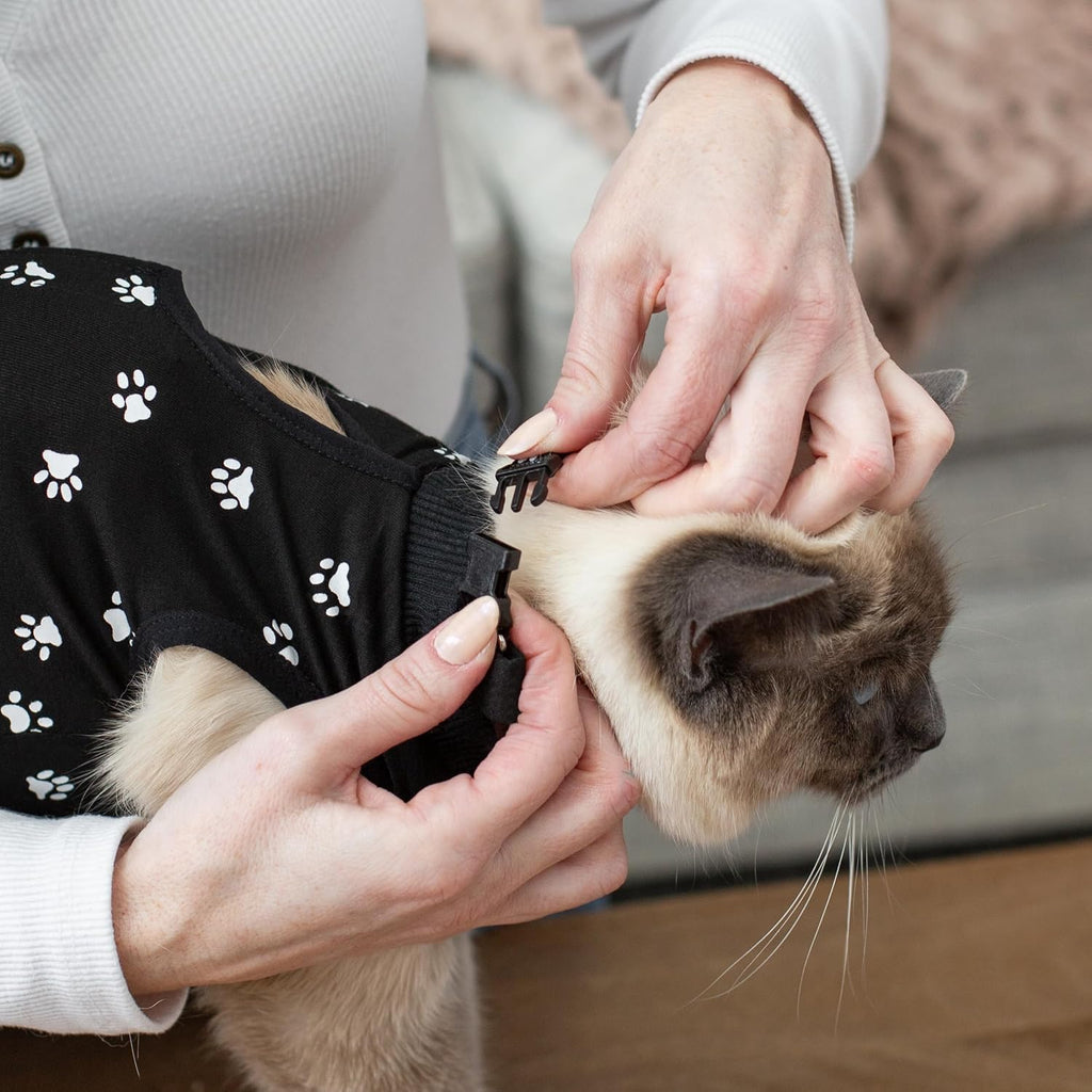Cat wearing protective spay suit while standing up comfortably.
