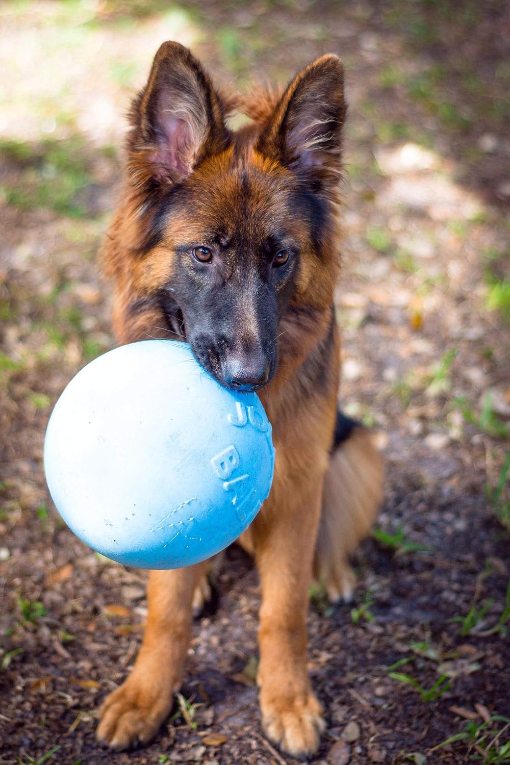 Large 8 inch Jolly Pets dog ball for outdoor fetch