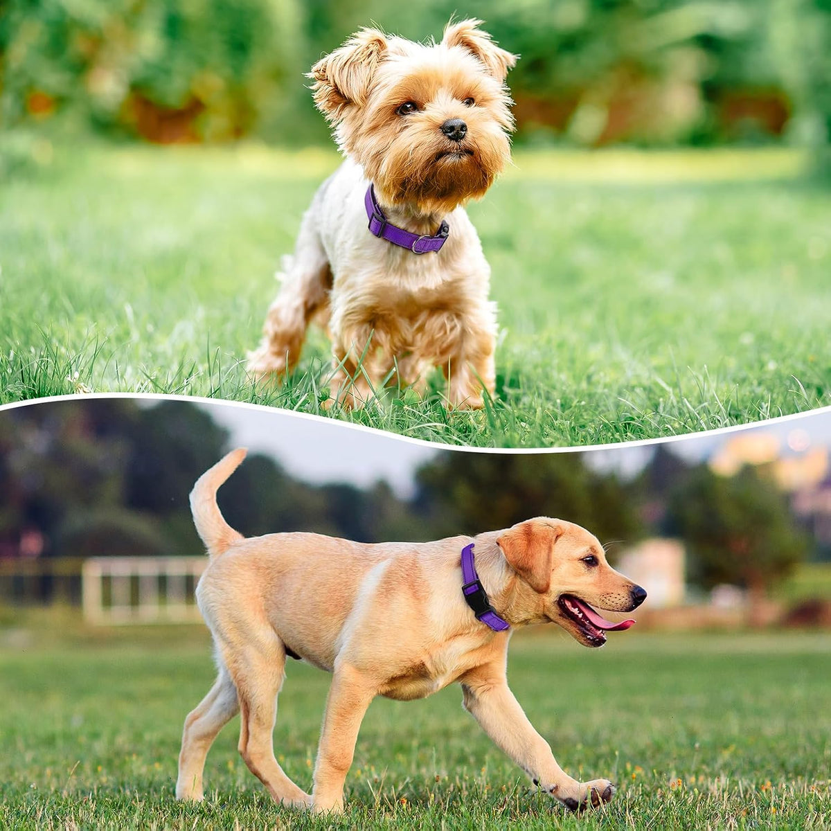 Penseepet purple collar soft neoprene padding detail