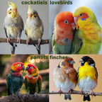 Bird Toys for Parakeets 7Pcs, Wood Parrots Budgie Cage Accessories - Image 7