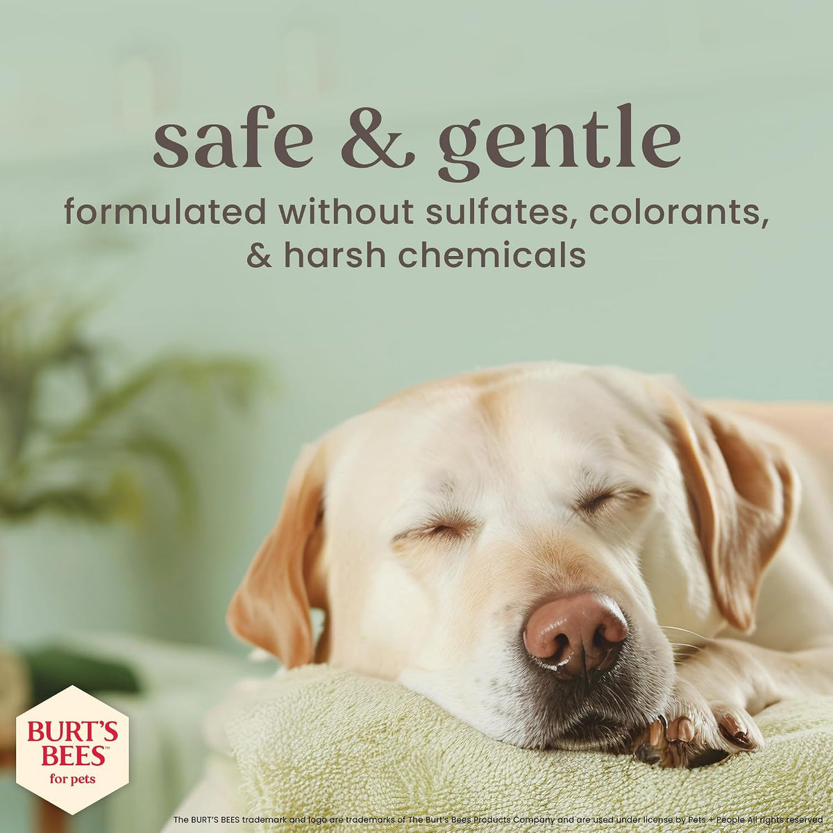 Natural dog conditioner with colloidal oatmeal and Manuka honey ingredients